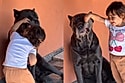 Menina investiga de dentes de cão gigante estão limpinhos e reação do animal viraliza