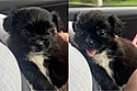 “Só a minha ficou assim”: Tutora adota shih-tzu e se surpreende com transformação da filhote.