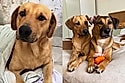 Resgatado das ruas e rejeitado em feirinhas, vira-lata caramelo ganha lar incrível na Europa 
