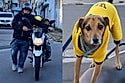 Cão caramelo ganha passeio todos os dias antes do tutor trabalhar.