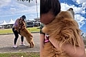 Golden retriever não consegue caminhar sem parar para abraçar sua tutora, e motivo encanta