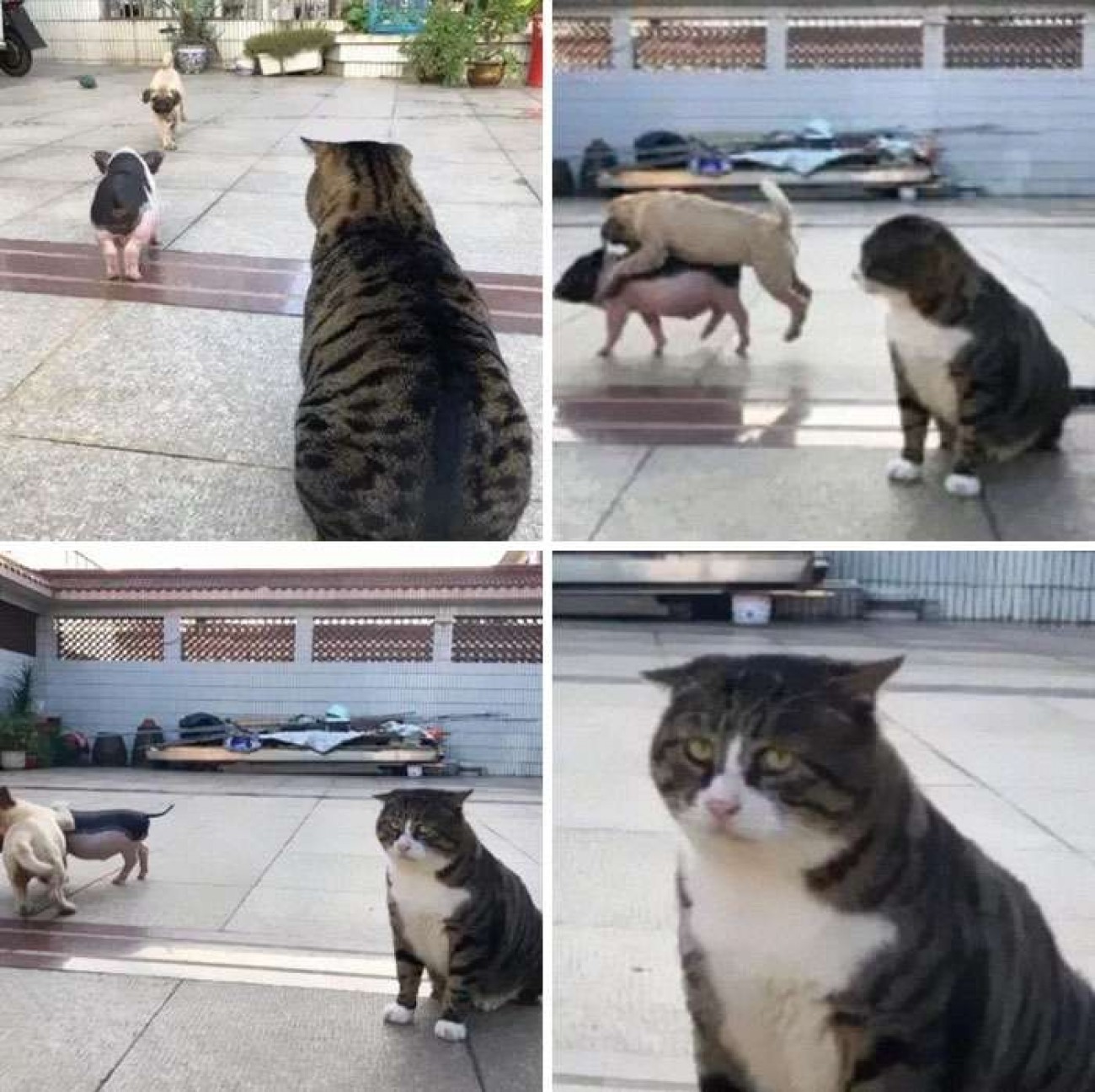 жзл