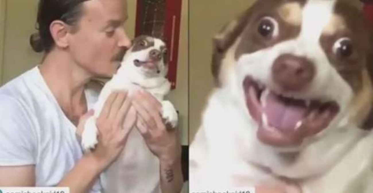 Cachorro Mau Humorado E Engracadinho Bomba Na Internet Com Videos