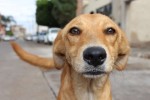 O cachorro vira-lata caramelo: o maior - e melhor! - símbolo canino do Brasil