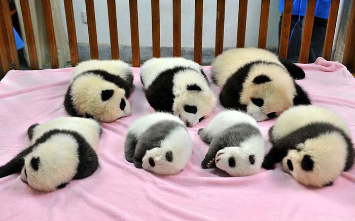 A “creche de pandas” existe e é o lugar mais adorável na face da terra (veja fotos)