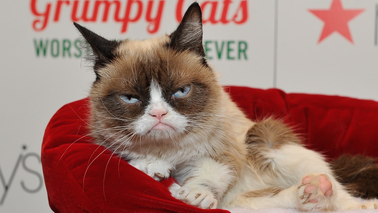 Morre 'Grumpy Cat', a gata celebridade da internet, protagonista