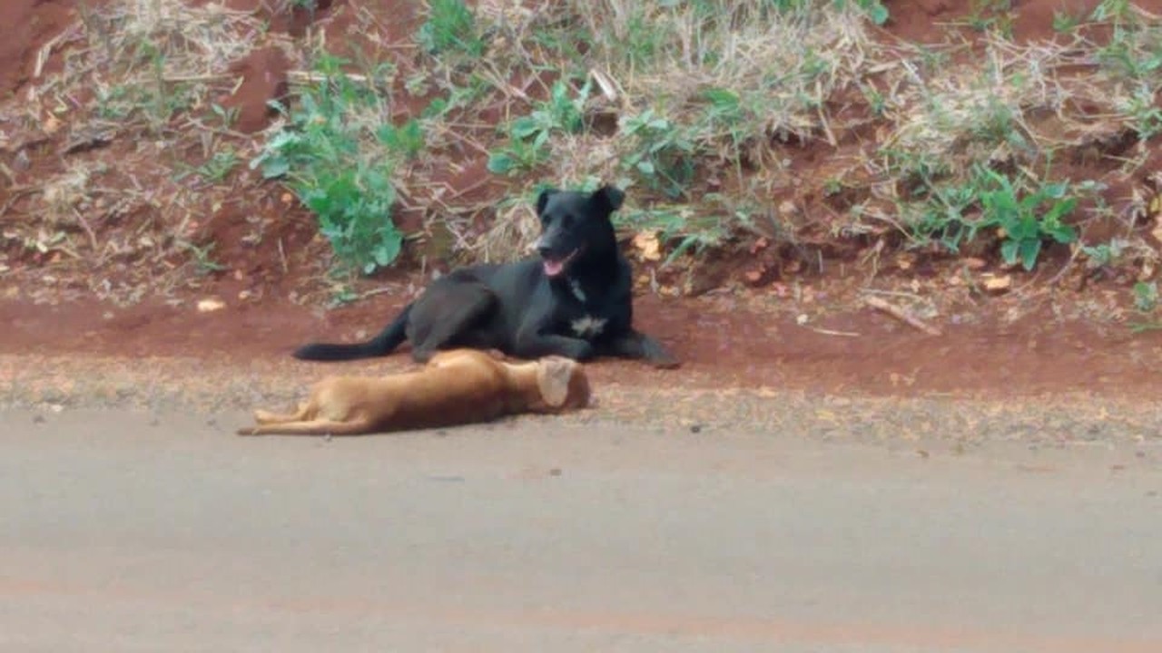 NÃO CHEGUE PERTO DESSE ANIMAL!