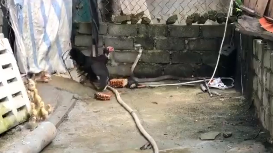 Galinha luta bravamente contra serpente perigosa para salvar