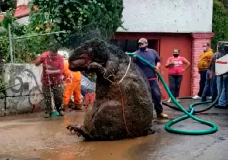 rato gigante na rua