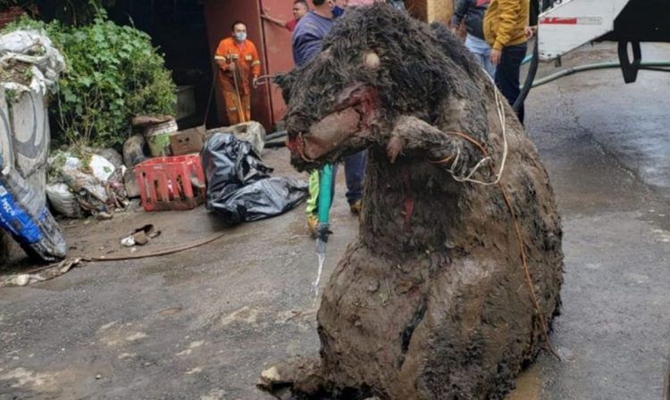 Rato gigante no México: O caso do 'rato' monstruoso retirado dos esgotos do  México