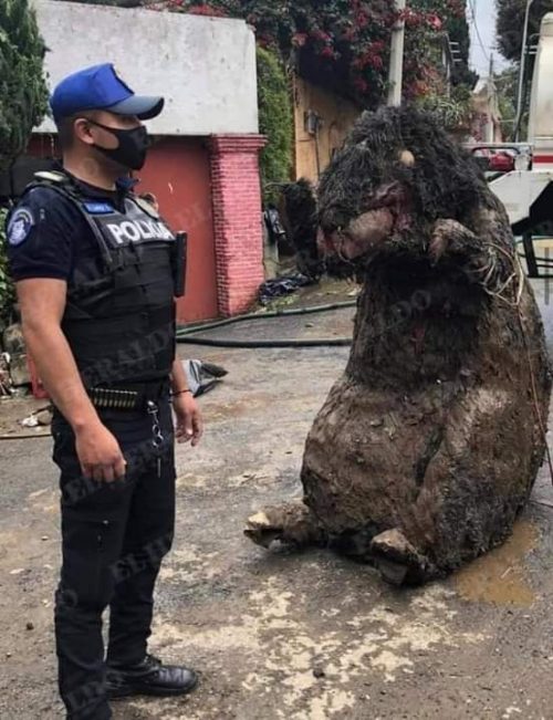 Ratazana gigante” é retirada de esgoto após tempestade e assusta