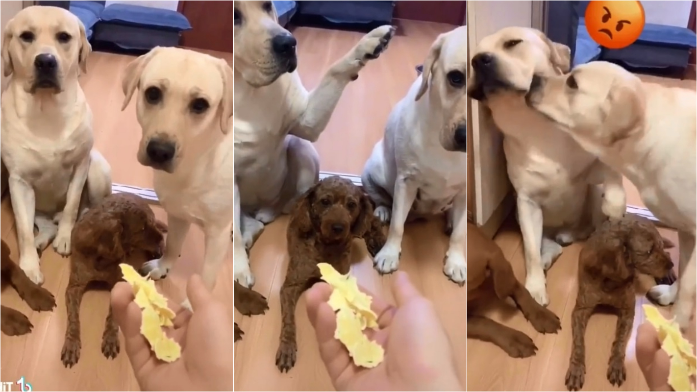Brinquedo Cachorro 2 Em 1 - Diversão Sem Bagunça Para Seu Pet