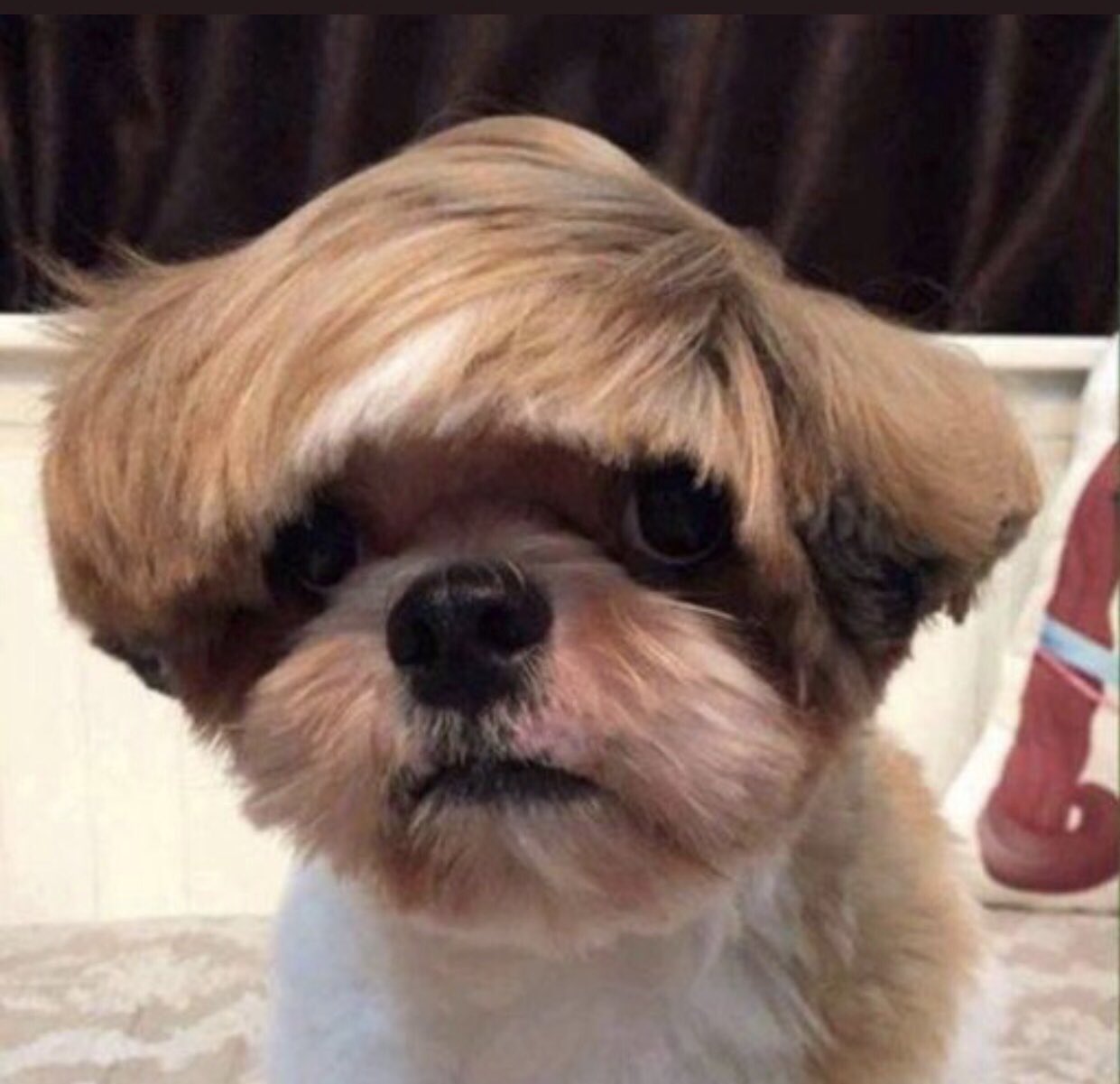 30 penteados engraçados de cães que ficaram parecendo gente