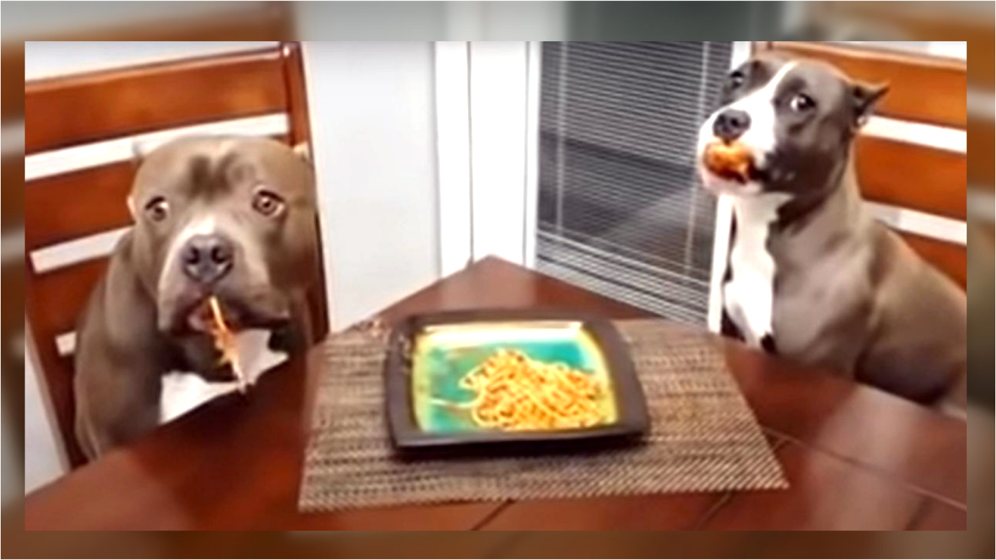 Собаки едят макароны.