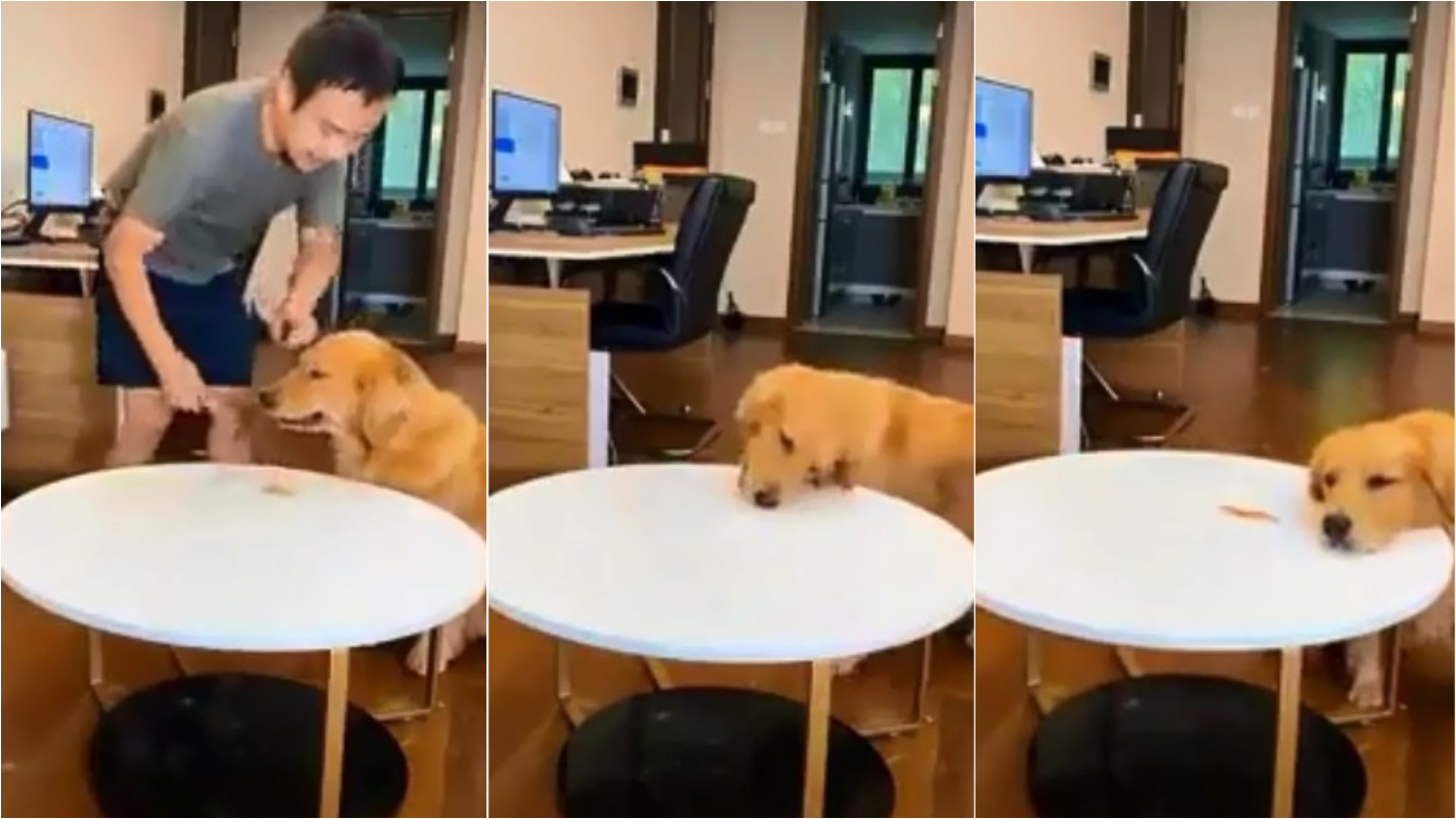 Viralizou! Cão golden retriever espertão engana dono fazendo-o pensar que  não comeu petisco