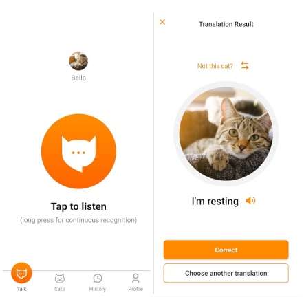 Tradutor humano-gato: como usar o app para 'conversar' com seu felino