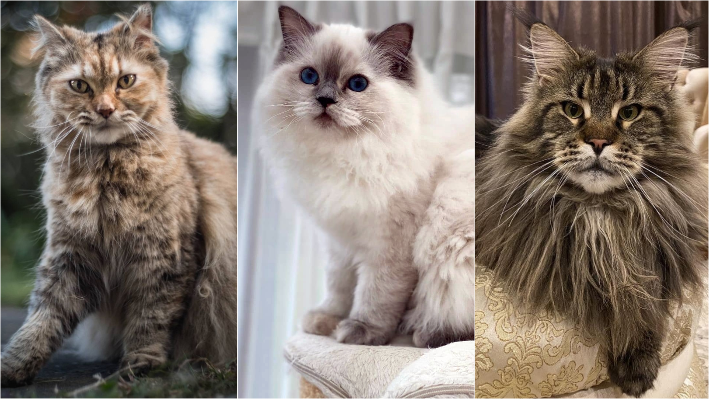 Raça de Gato Peludo: Conheça 7 Desses Fofinhos