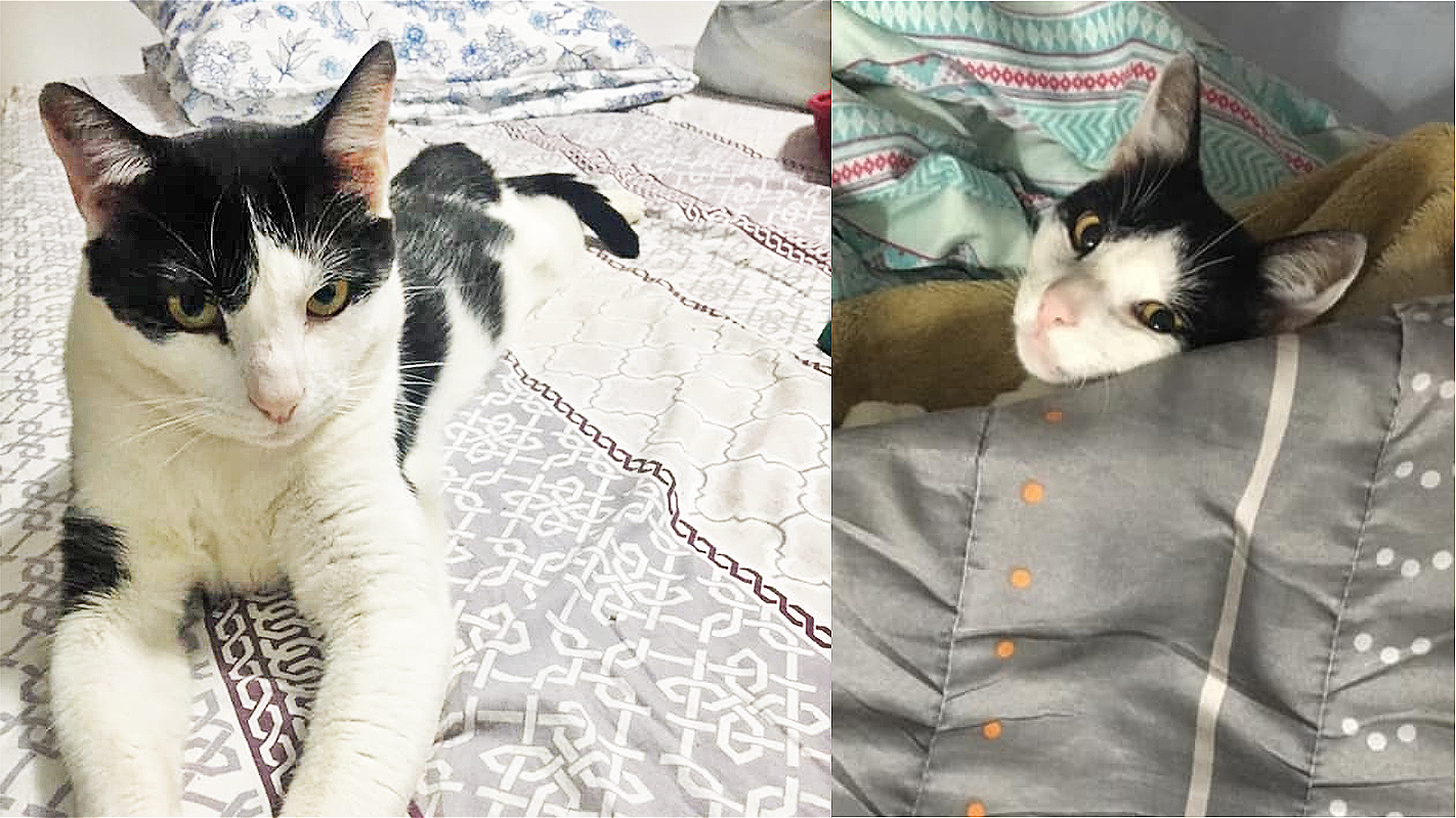 A adolescente que se transforma num gato