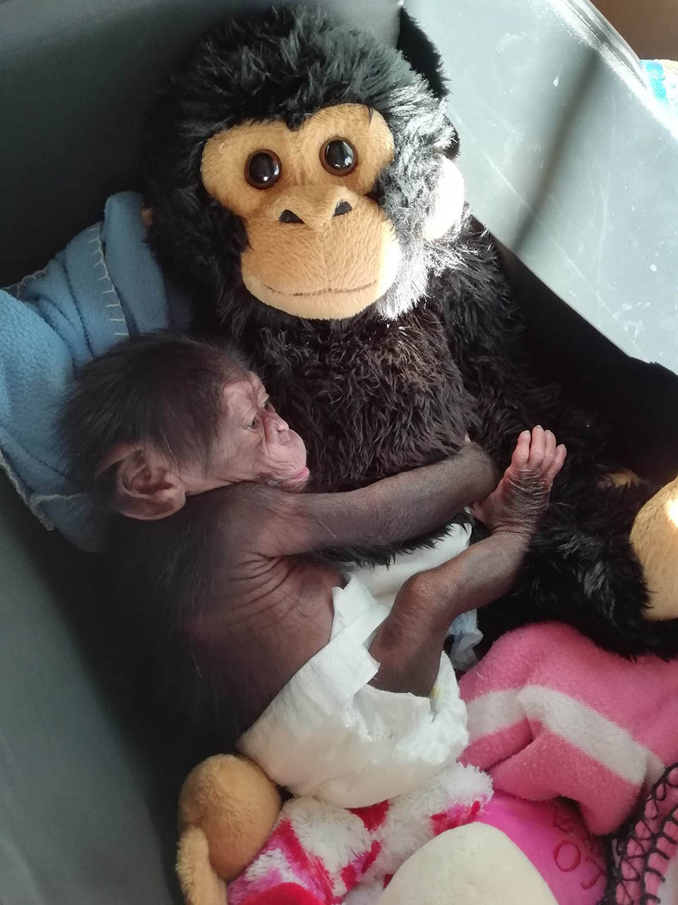 macacos fofos e bebes