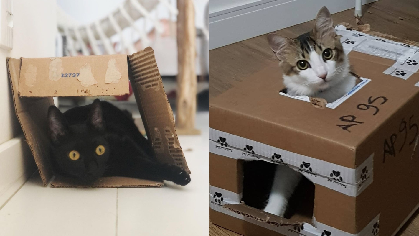 Afinal de contas, por que os gatos gostam tanto de caixas (de papelão)?