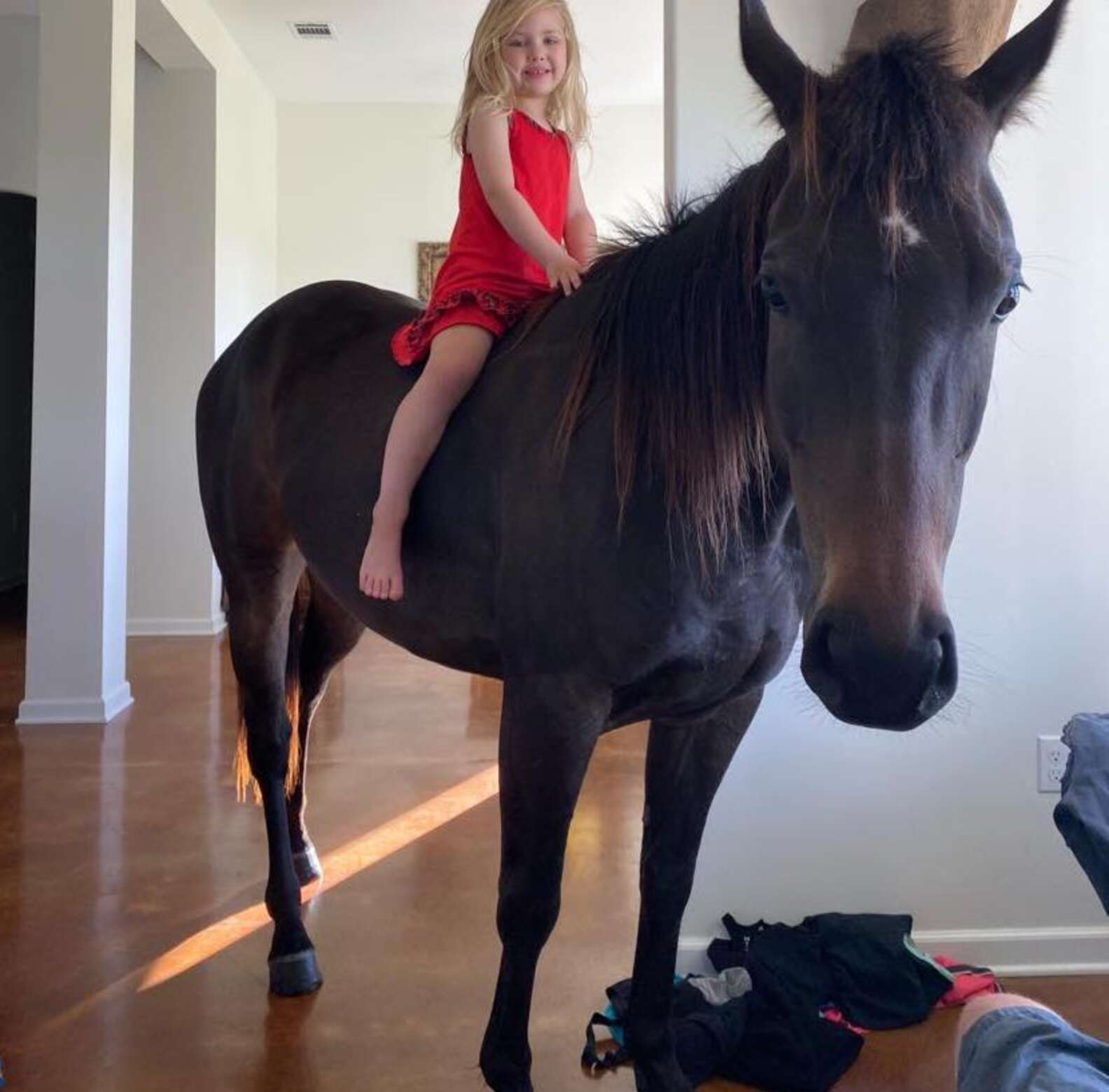 Menina de 5 anos é tão encantada por cavalos que leva um escondido para seu  quarto (vídeo)
