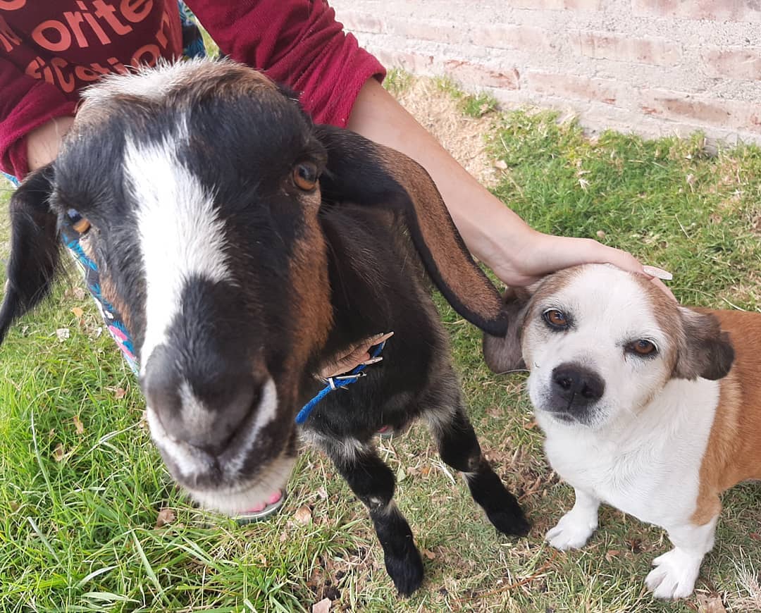 O pastor, a cabra e o cordeiro