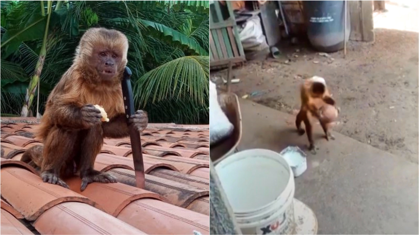 RJ  Macaco-prego invade apartamentos na Gávea para roubar comida