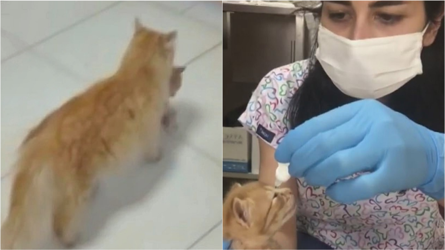 Gato 'adota' e cuida de filhote hospitalizado, e registro viraliza; vídeo