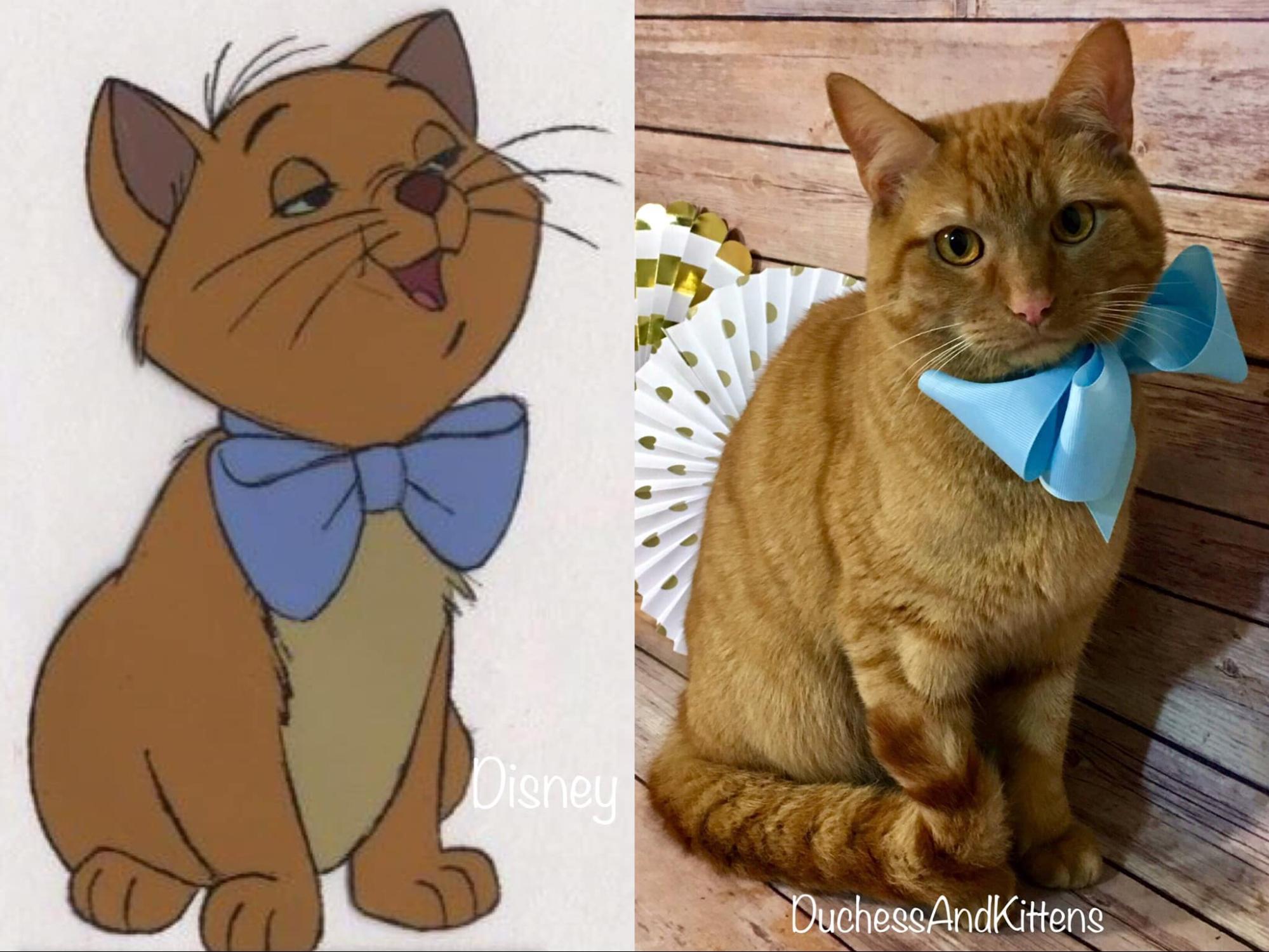 Aristogatas famoso desenho da gata Marie vai ganhar live-action