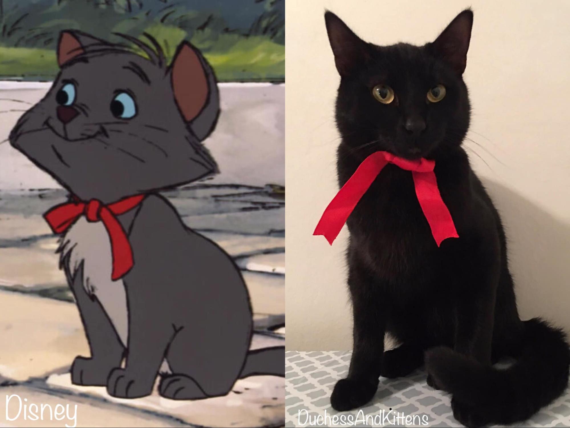 Nomes da Disney para gatos - os felinos mais famosos!