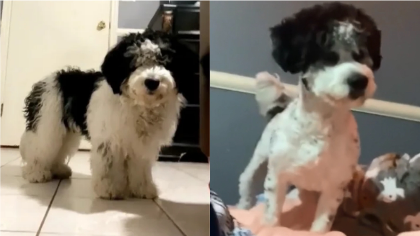 Homem deixa shih-tzu para ser tosado e volta para casa com o Sid da Era do  Gelo