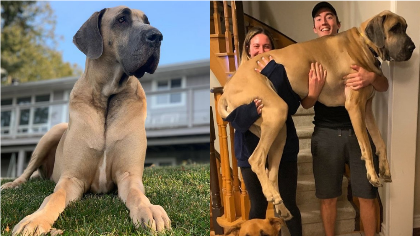 Adotado para ser cão de guarda, dogue alemão gigante falha na missão por  agir como o Scooby-Doo