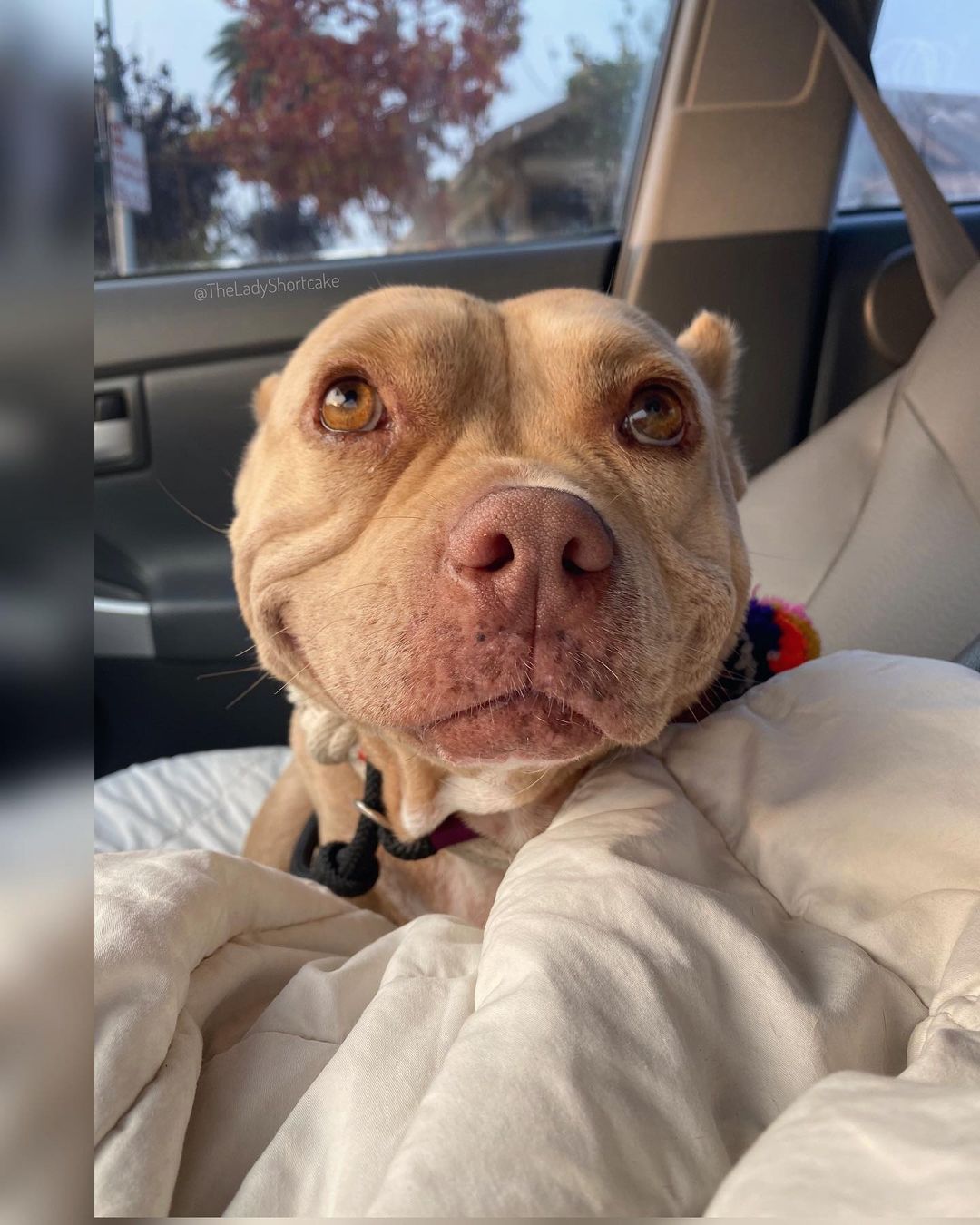 Conheça Shortcake, a pit bull de sorriso doce que superou o passado mais  triste