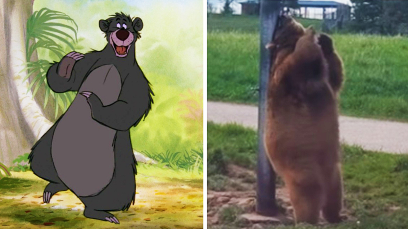 Um urso do filme urso