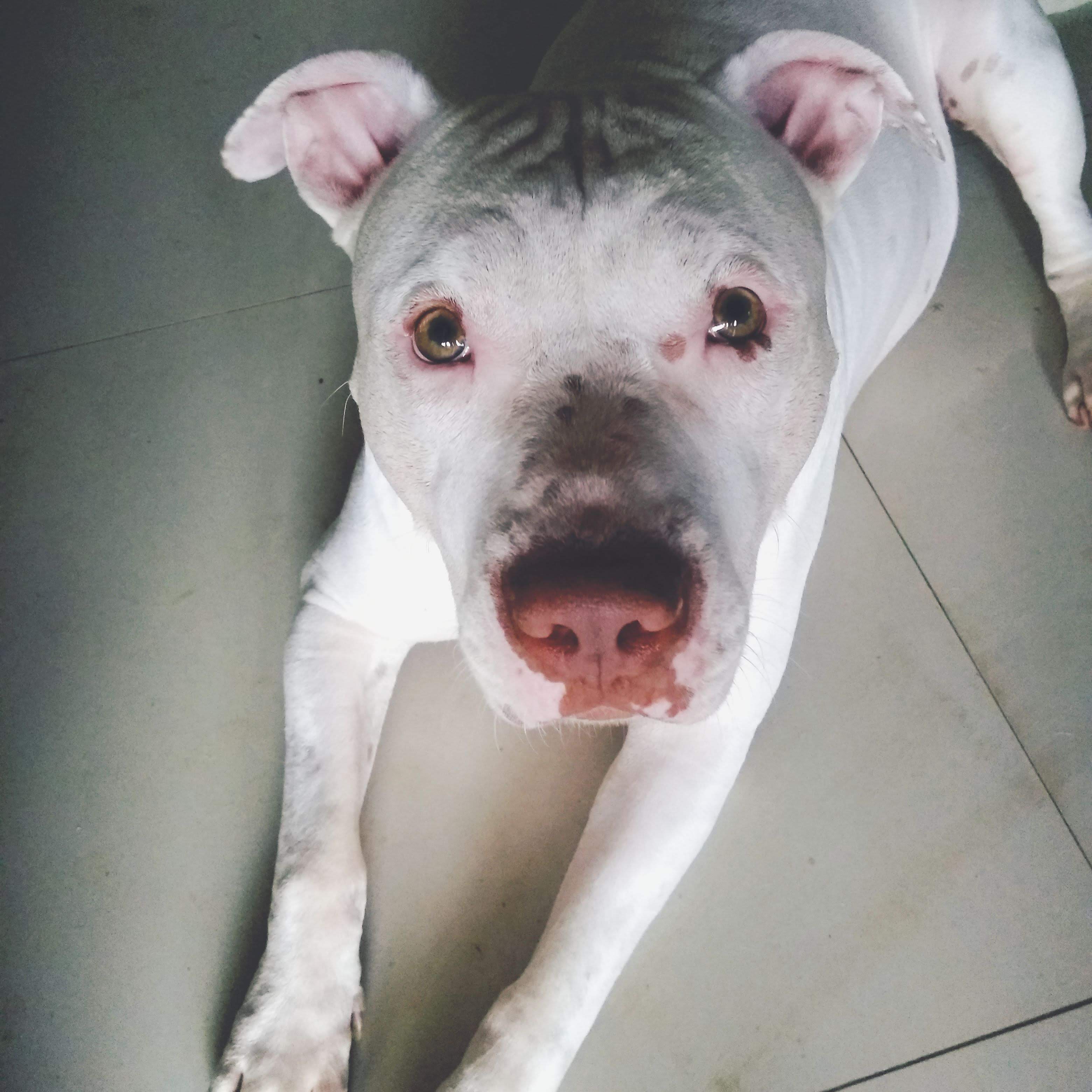 Conheça Shortcake, a pit bull de sorriso doce que superou o passado mais  triste