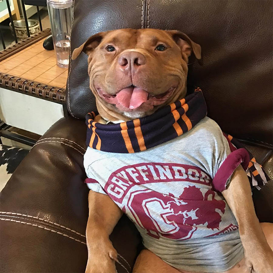 Conheça Shortcake, a pit bull de sorriso doce que superou o passado mais  triste