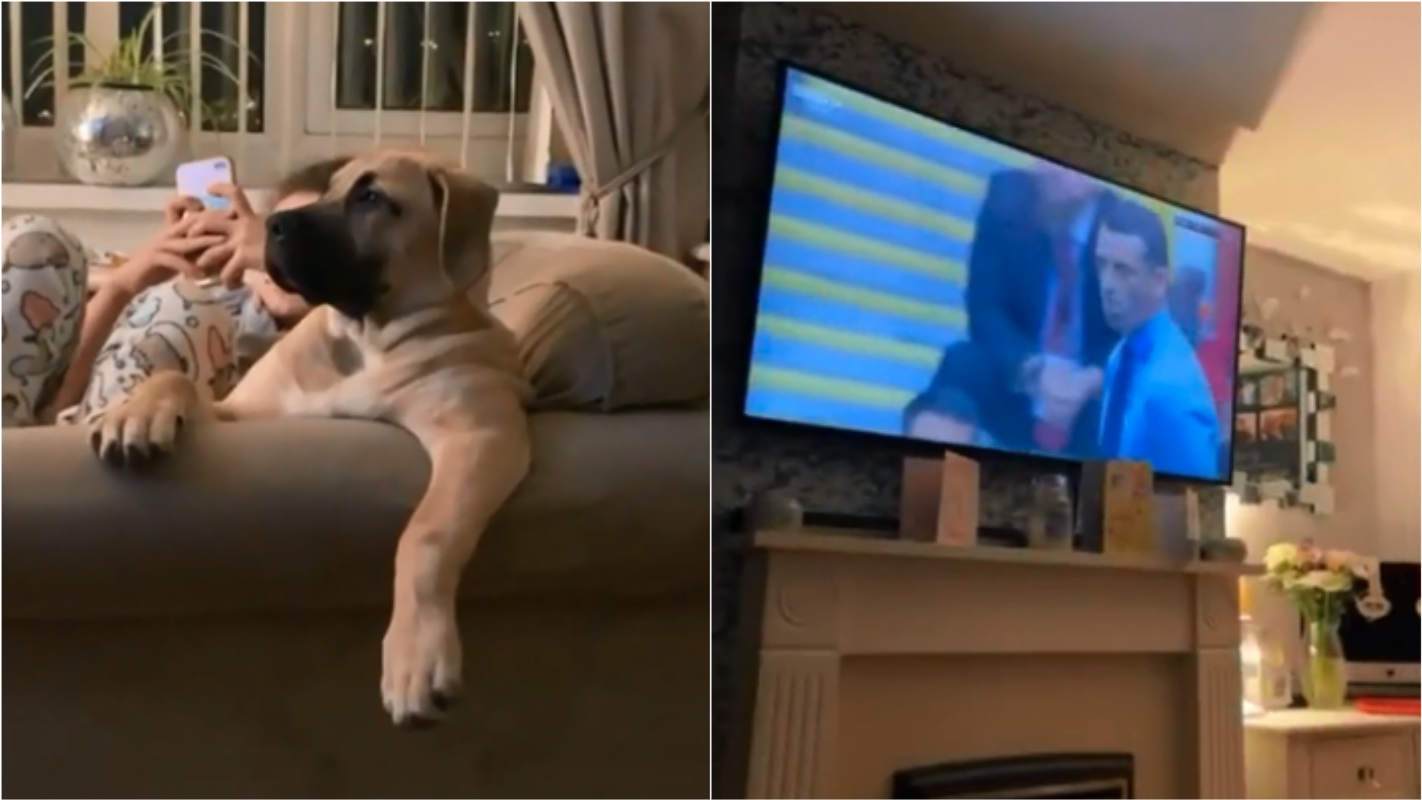 Debochado: Cachorro senta no sofá e imita dono assistindo futebol; vídeo