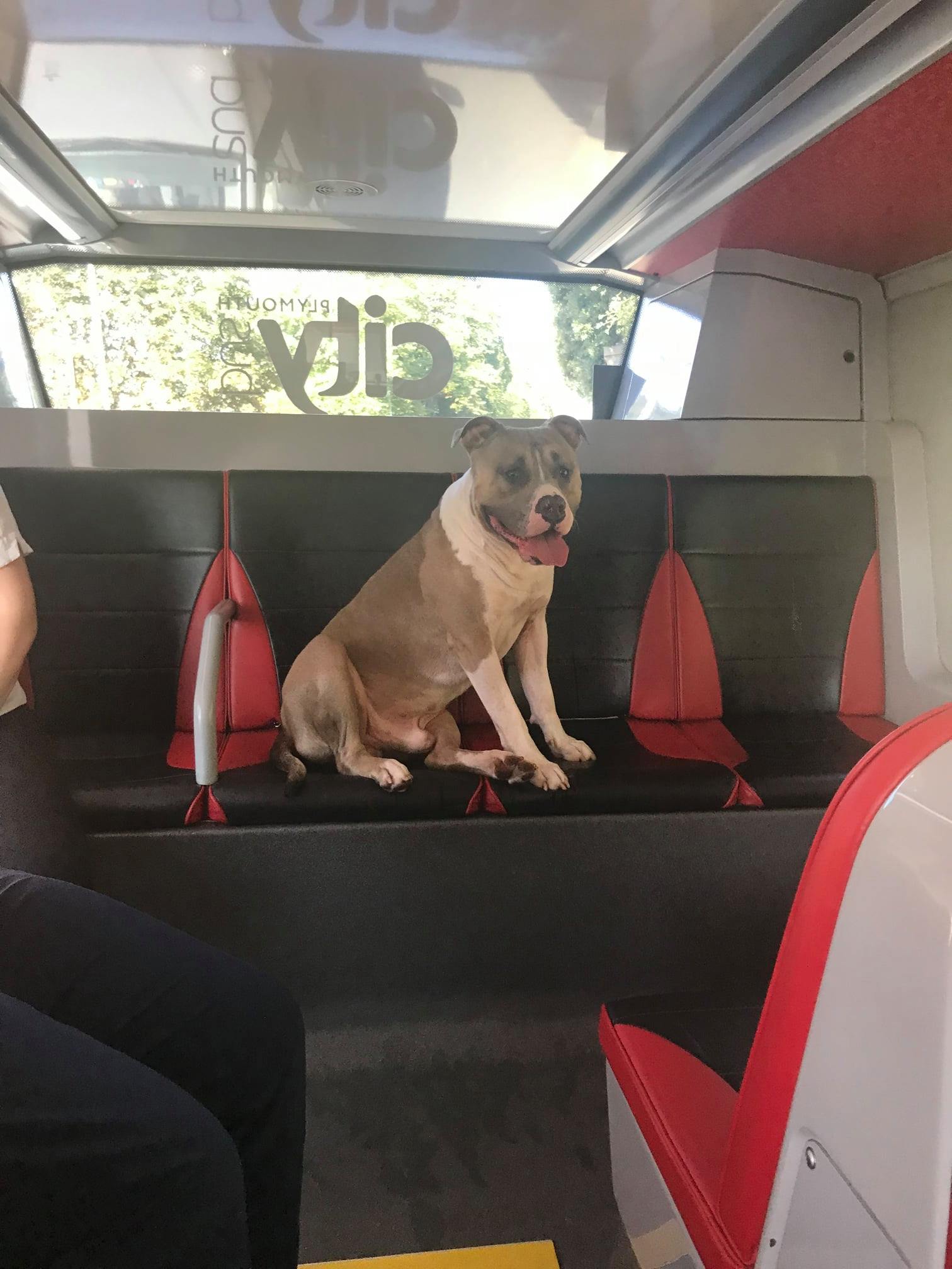Можно с собакой в автобус. Собака в общественном транспорте. Собака в автобусе. Собака в маршрутке. Собака транспорт.