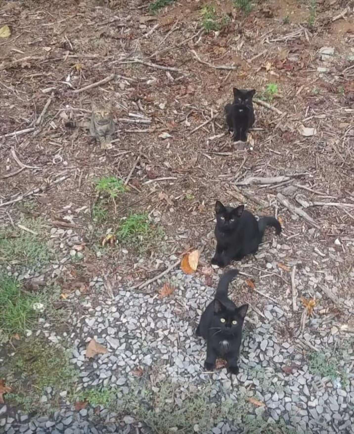 Quantos gatos você viu na imagem? Nessa fase existem 5 gatinhos espal