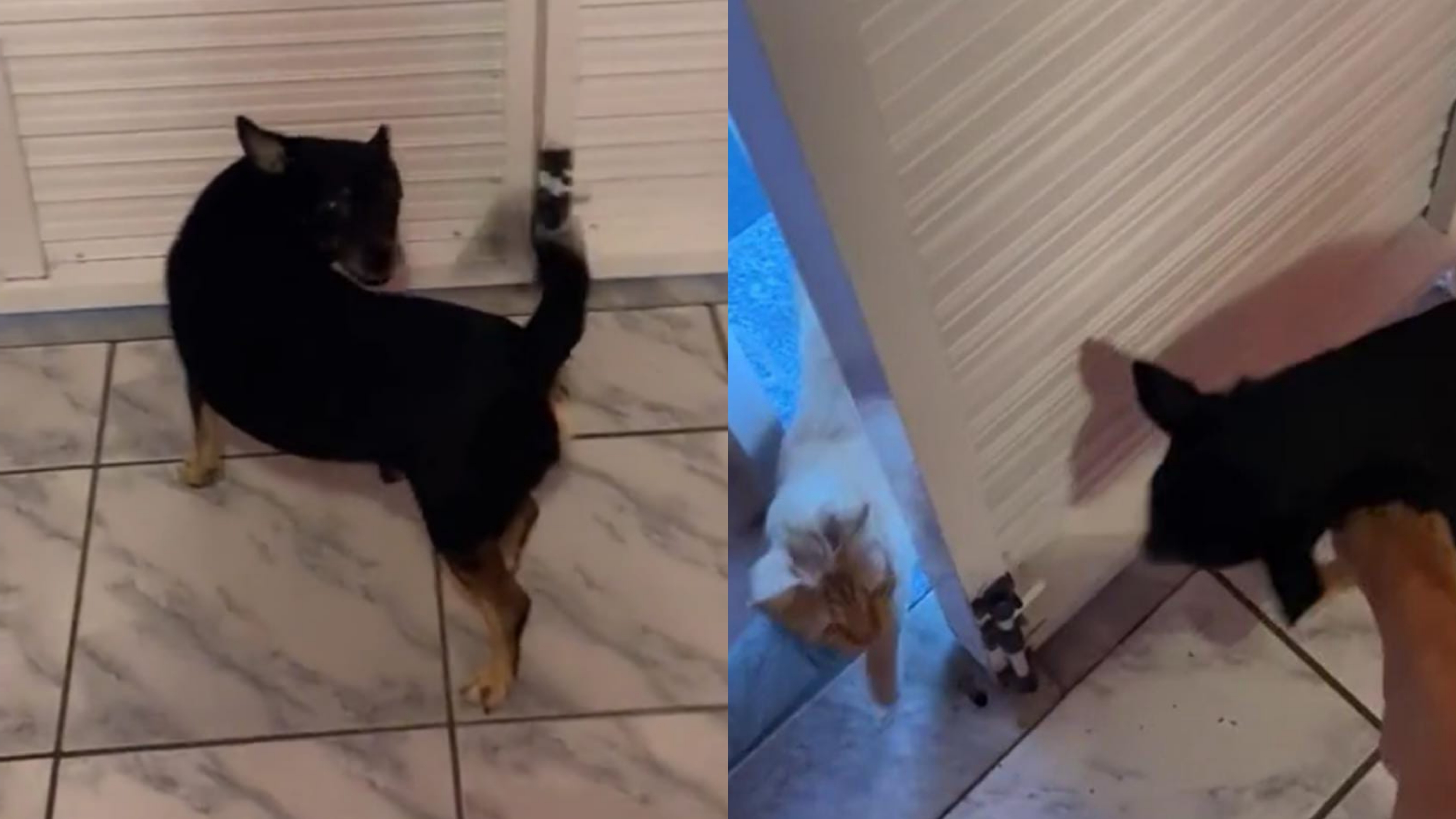 Gato fofo está de pé na mesa em casa, amizade de foco seletivo suave e jogos  com animais de estimação