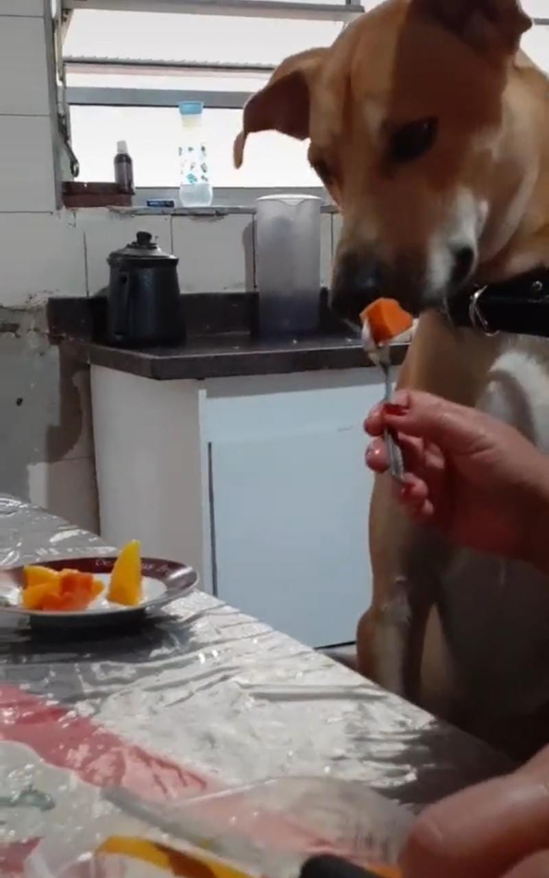 Vídeo de cachorro comendo mulher