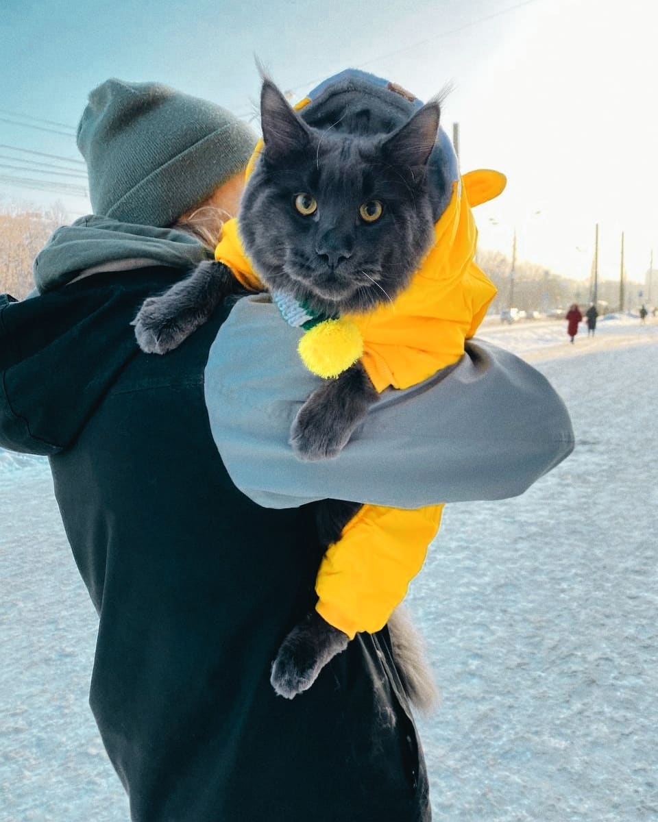 Conheça Vincent, um gato gigante que parece uma pantera negra e é sucesso  no TikTok