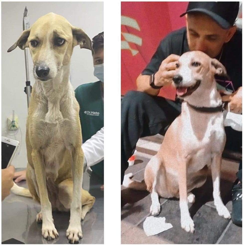 Cadela Pandora é internada em estado de desnutrição após passar 45 dias  desaparecida