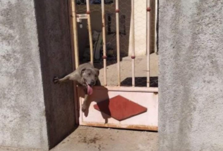 Policiais e bombeiros resgatam cachorro que ficou preso entre as grades do  portão