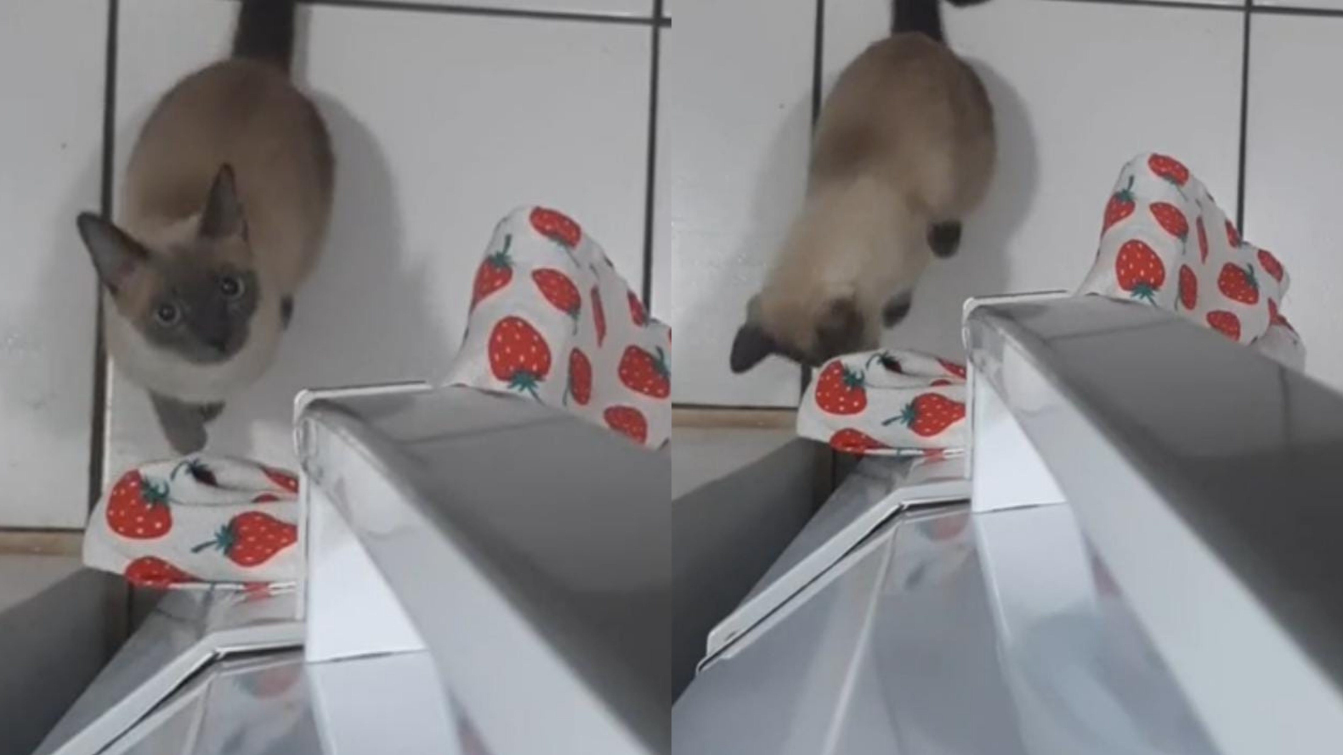 Vídeo de gato ninja que abre a geladeira sozinho faz sucesso na web