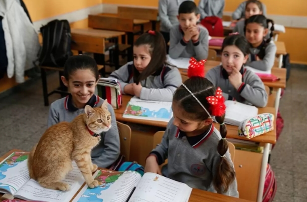 Gato de rua invade sala de aula, é adotado por escola e aumenta  produtividade de alunos