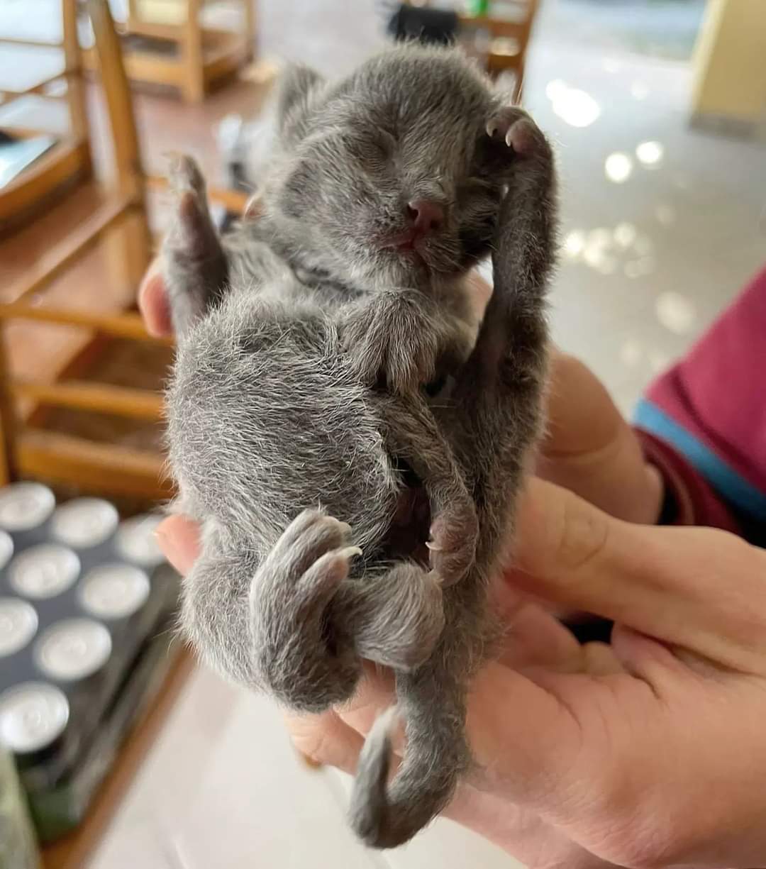 Conheça Eni, uma gata que nasceu com 6 patas e foi abandonada pela mãe