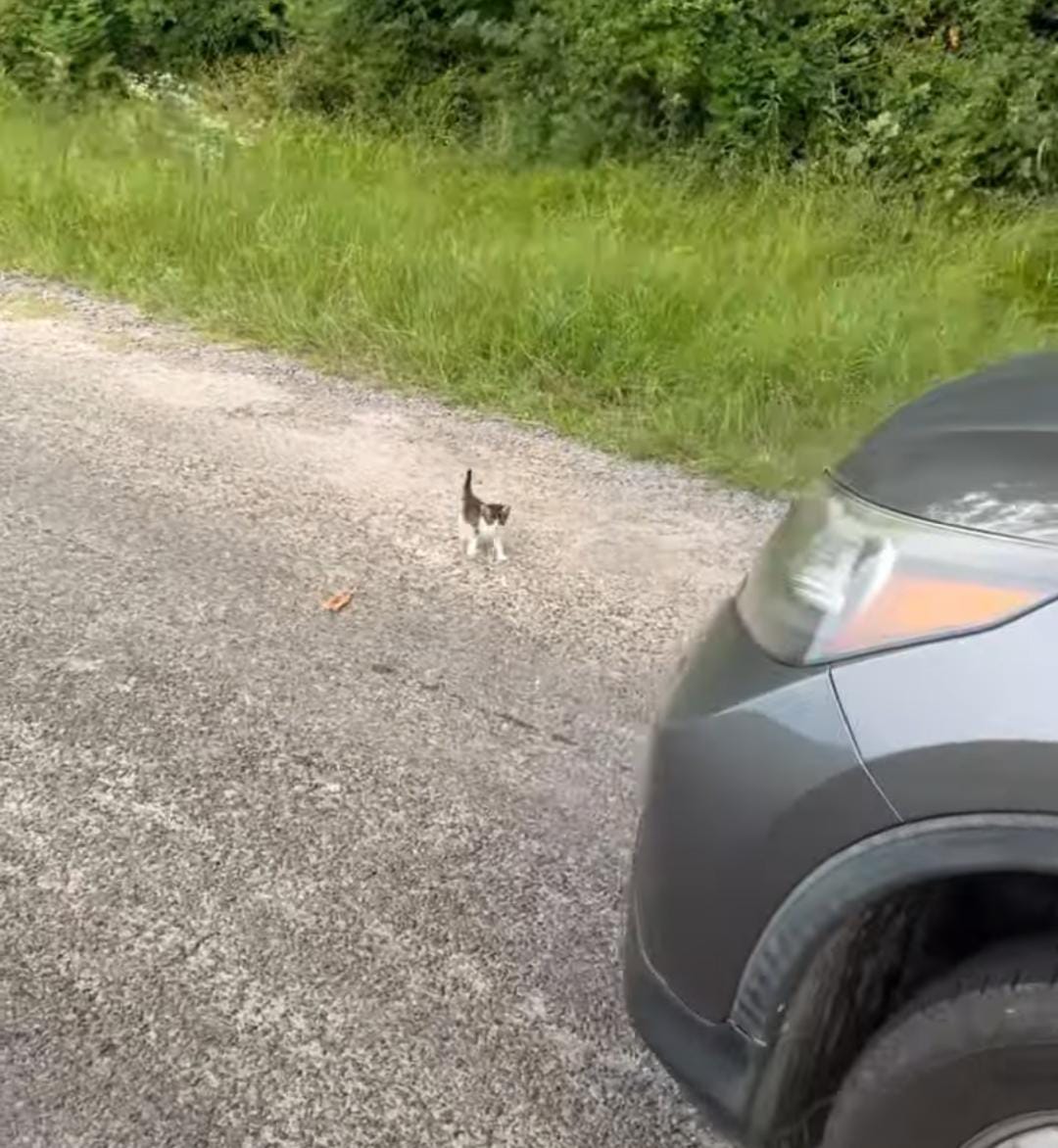 Homem resgata gato na rua e é 'emboscado' por mais 12 filhotes; veja!