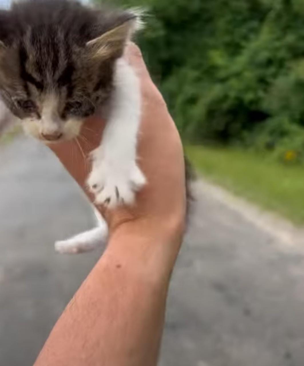 Homem resgata gato na rua e é 'emboscado' por mais 12 filhotes; veja!