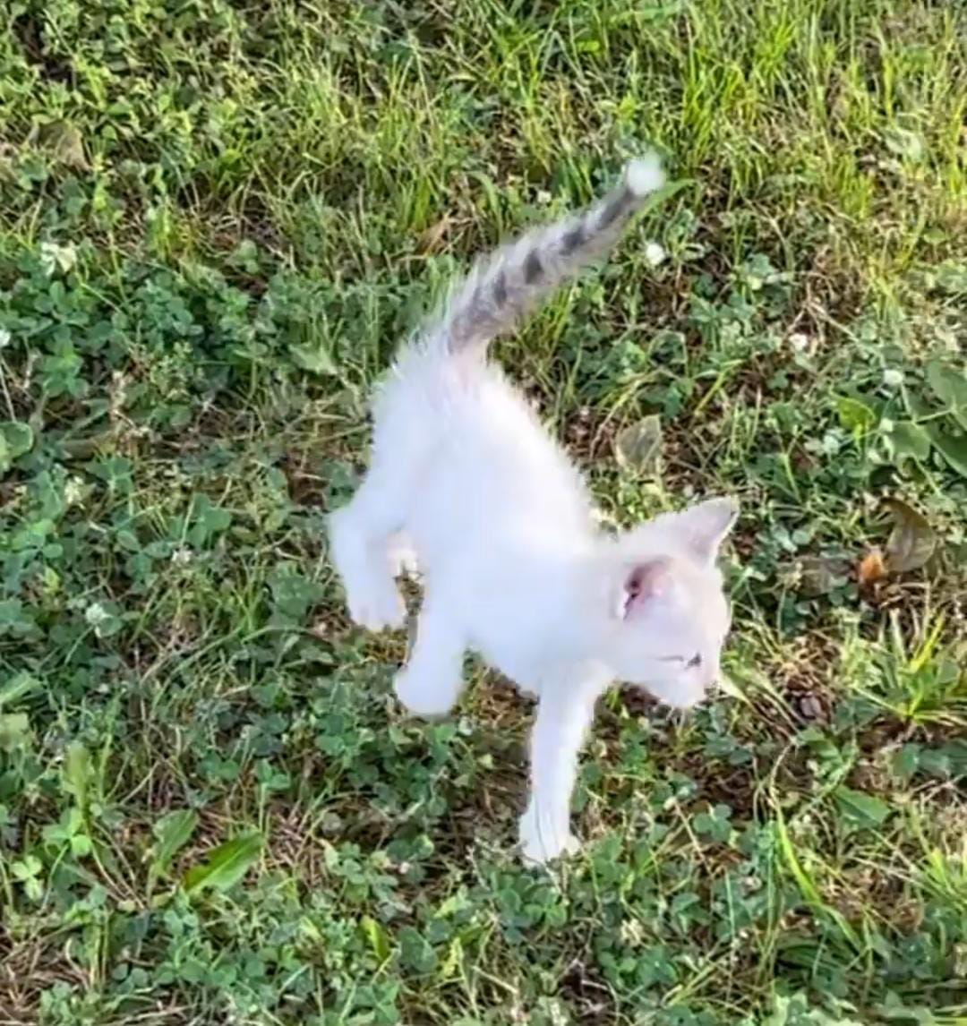 Homem resgata gato na rua e é 'emboscado' por mais 12 filhotes; veja!